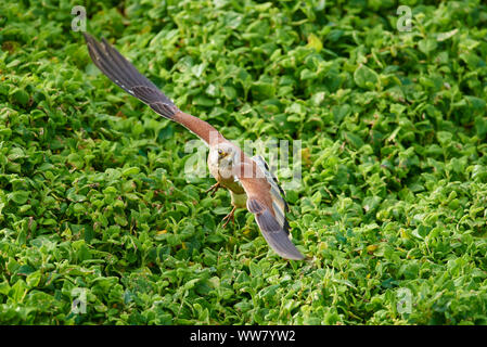 Nankeen crécerelle (Falco cenchroides) Vue de côté, assis, Close up, de la faune, l'île de Phillip Island, Victoria, Australie Banque D'Images