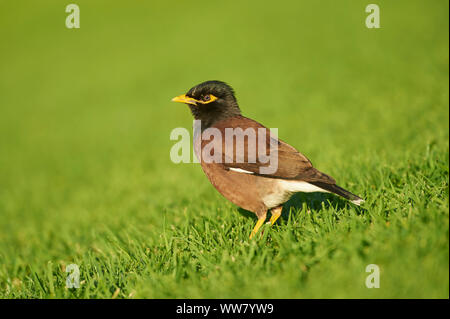 Myna Acridotheres tristis (commune), prairie, vue latérale, Comité permanent Banque D'Images