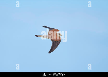 Nankeen crécerelle (Falco cenchroides) Vue de côté, assis, Close up, de la faune, l'île de Phillip Island, Victoria, Australie Banque D'Images