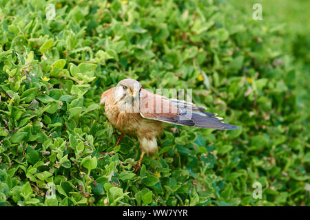 Nankeen crécerelle (Falco cenchroides) Vue de côté, assis, Close up, de la faune, l'île de Phillip Island, Victoria, Australie Banque D'Images