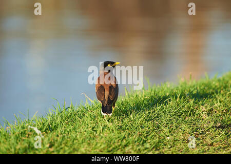 Myna Acridotheres tristis (commune), prairie, vue de côté, stand Banque D'Images