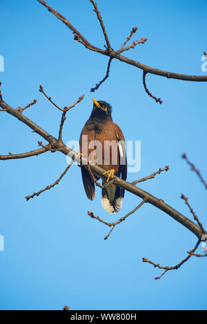 Myna Acridotheres tristis (commune), de la direction générale, vue de côté, s'asseoir Banque D'Images