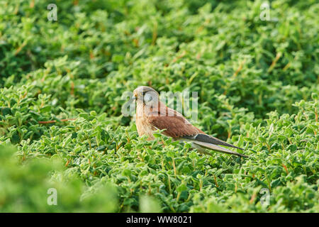 Nankeen crécerelle (Falco cenchroides) Vue de côté, assis, Close up, de la faune, l'île de Phillip Island, Victoria, Australie Banque D'Images