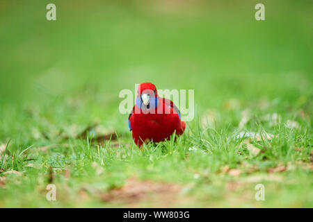 Crimson Rosella (Platycercus elegans) sur le terrain, l'alimentation, de la faune, Dandenong Ranges National Park, Victoria, Australie Banque D'Images