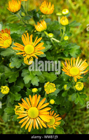 Chrysanthemum Chrysanthemum indicum, indiennes, fleurs, close-up Banque D'Images