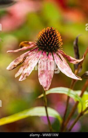 L'échinacée, Echinacea purpurea, s'est évanoui Banque D'Images