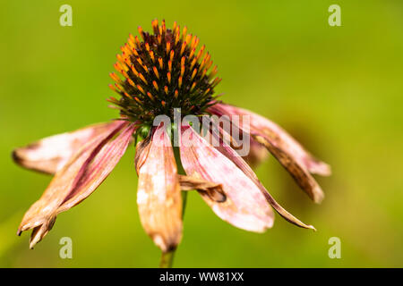 L'échinacée, Echinacea purpurea, s'est évanoui Banque D'Images