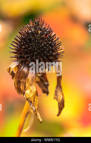 L'échinacée, Echinacea purpurea, s'est évanoui Banque D'Images