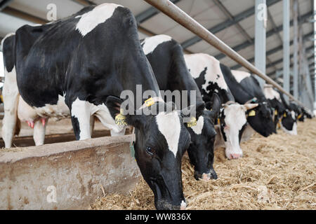 Rangée de grand groupe de traire les vaches le long des clôtures permanentes à l'intérieur longtemps stable Banque D'Images