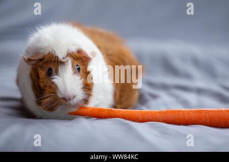 Cochon d'assis sur le lit de carottes de l'alimentation Banque D'Images