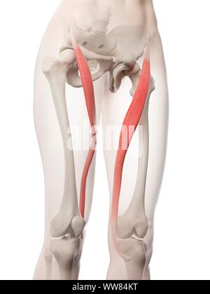 Le muscle sartorius, illustration Banque D'Images