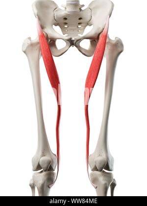 Le muscle sartorius, illustration Banque D'Images