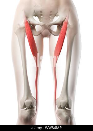 Le muscle sartorius, illustration Banque D'Images