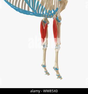 L'flexor carpi ulnaris muscle, illustration Banque D'Images