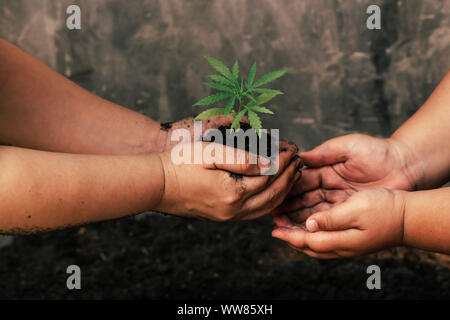 Les enfants et les mères le sol de l'usine de marijuana séparément. Eeie Banque D'Images