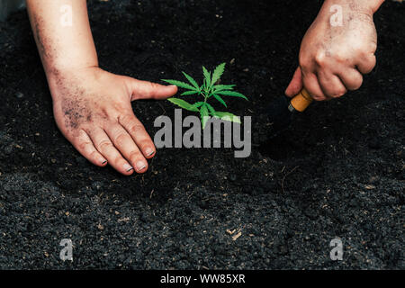 Doucement la main tenant un sol riche pour ses plants de marijuana Banque D'Images