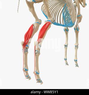 L'extensor digitorum profundus muscle, illustration Banque D'Images