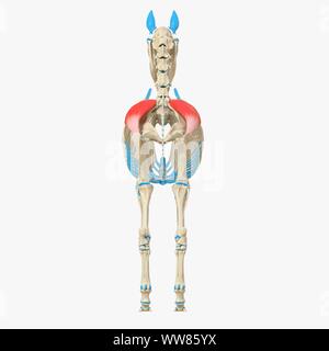 Horse muscle gluteus medius, illustration Banque D'Images