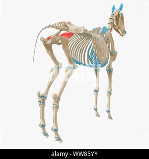 L'illustration, le muscle grand fessier profundus Banque D'Images