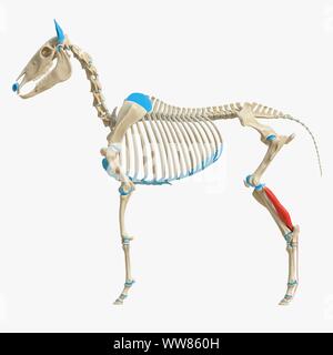Horse muscle court fléchisseur profond, illustration Banque D'Images
