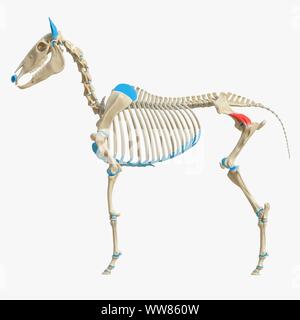 L'illustration, le muscle grand fessier profundus Banque D'Images