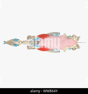 Horse muscle latissimus dorsi, illustration Banque D'Images