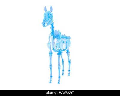 Squelette de cheval, illustration Banque D'Images
