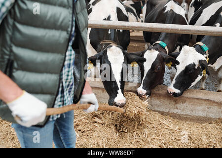 Petit groupe de noir et blanc, les vaches laitières mangent du foin de hayfork Banque D'Images