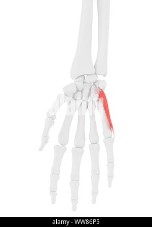 Opponens digiti minimi muscle, illustration Banque D'Images