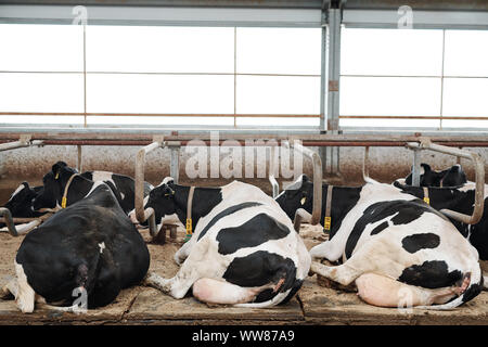 Deux rangées de vaches lait réparateur couché dans étable après avoir mangé Banque D'Images