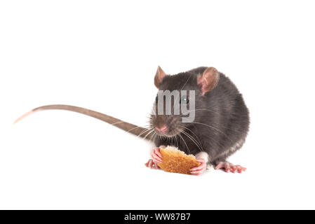 Rat gris mignon pain blanc tenant dans ses pattes. Banque D'Images