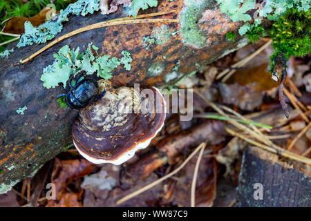 Champignon poussant sur une vieille souche de bois. Les parasites se nourrissent de bois dans la forêt. Saison d'automne. Banque D'Images