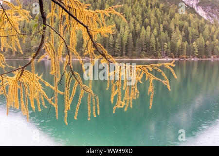 Randonnée d'automne autour de la Pragser Wildsee dans les Dolomites, Italie, succursale d'un mélèze en automne-jaune sur la côte, le contraste des couleurs turquoise jaune Banque D'Images