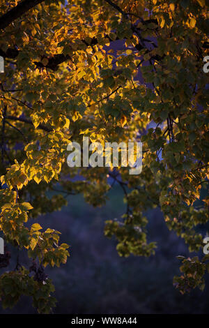 Rayons de soleil qui brillait à travers les feuilles d'automne Banque D'Images