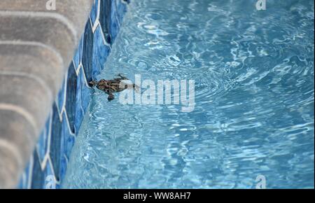 Piscine dans le new jersey Banque D'Images