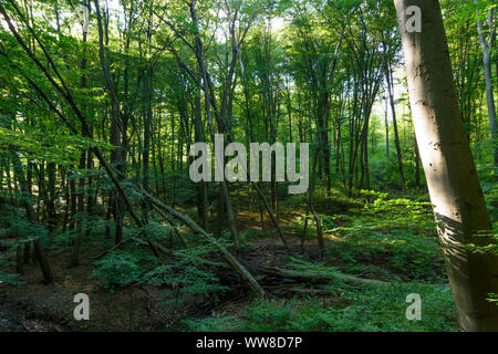 Wien, Vienne, les forêts naturelles, les hêtres, les arbres tombés, réserve intégrale, 16. Ottakring, Wien, Autriche Banque D'Images