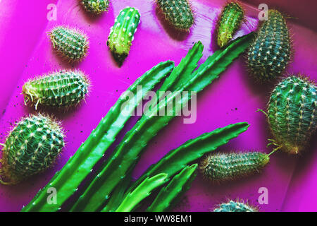 Les enfants de cactus rose dans une palette. Beaucoup de vert lumineux petit cactus prêts pour la plantation. Banque D'Images