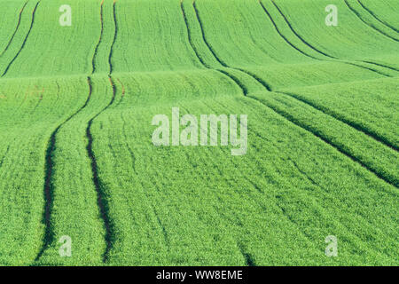 Champ de céréales au printemps avec des traces, Arnstein, Bavière, Allemagne Banque D'Images