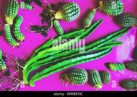 Les enfants de cactus rose dans une palette. Beaucoup de vert lumineux petit cactus prêts pour la plantation. Banque D'Images