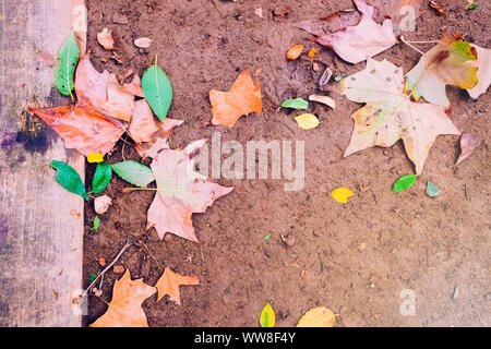 Terrain boueux avec des feuilles sèches après les premières pluies d'automne, l'espace de copie à utiliser comme arrière-plan. Banque D'Images