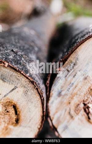 Grumes à sciages de deux allongé sur le sol, concept de la déforestation des forêts. Banque D'Images