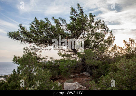 Arbre pin penche vers la mer, au sud de Bodrum, Turquie, Banque D'Images