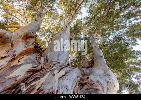 Arbre d'Eucalyptus dans la ville de Bodrum, le tronc se divisant en trois lignes parallèles/ branches, Bodrum, Turquie, Banque D'Images