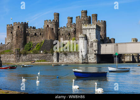 Pays de Galles, Gwynedd, Conwy, Château de Conwy Banque D'Images