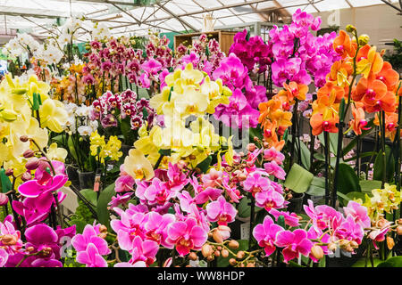 L'Angleterre, Surrey, Guildford, Wisley, la Royal Horticultural Society Centre de Jardins, plantes, orchidées à vendre Banque D'Images