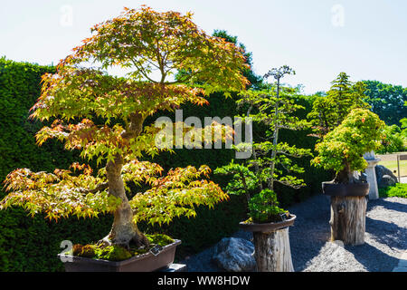 L'Angleterre, Surrey, Guildford, Wisley, le jardin de la Royal Horticultural Society, Hérons Bonsai à pied Banque D'Images