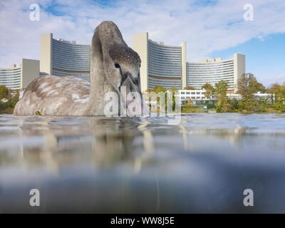 Wien, Vienne, jeune Cygne tuberculé (Cygnus olor), lac Kaiserwasser, bâtiment de l'ONU (Centre International de Vienne, CIV), l'effet de miroir en 22. Donaustadt, Wien, Autriche Banque D'Images