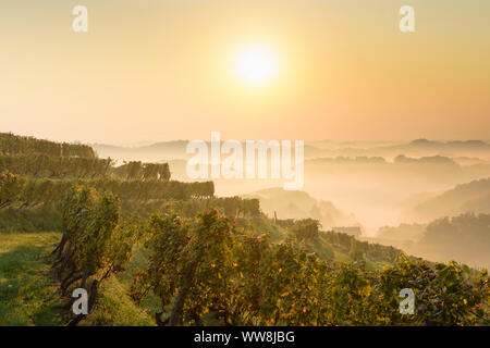 Zavrc, vignoble, zone viticole, les collines, les maisons de ferme à Haloze, Stajerska (Styrie), Slovénie Banque D'Images