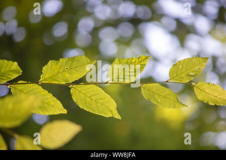 Close up of les feuilles d'un bouleau arbre. Succursale de gauche à droite. Banque D'Images