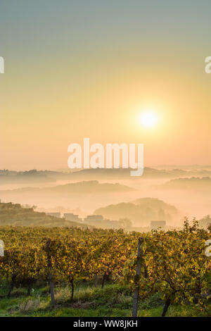 Zavrc, vignoble, zone viticole, les collines, les maisons de ferme à Haloze, Stajerska (Styrie), Slovénie Banque D'Images